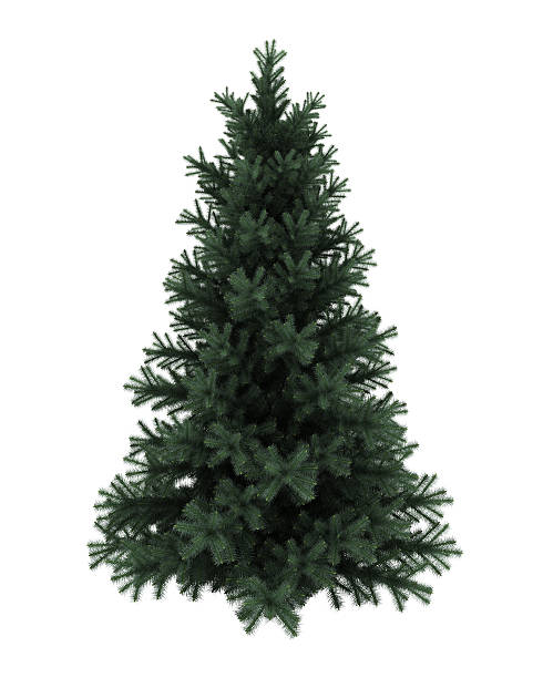 istock Alpine fir tree isolated on white background 136212195