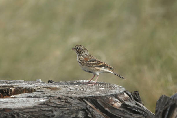 istock Grasshopper Sparrow (ammodramus savannarum) perched on a big stump 1362123498