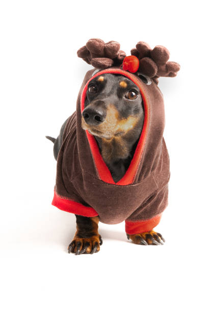 istock Dachshund in reindeer outfit 1362125718
