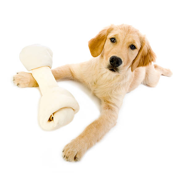 istock Golden Retriever Puppy with rawhide 136212663