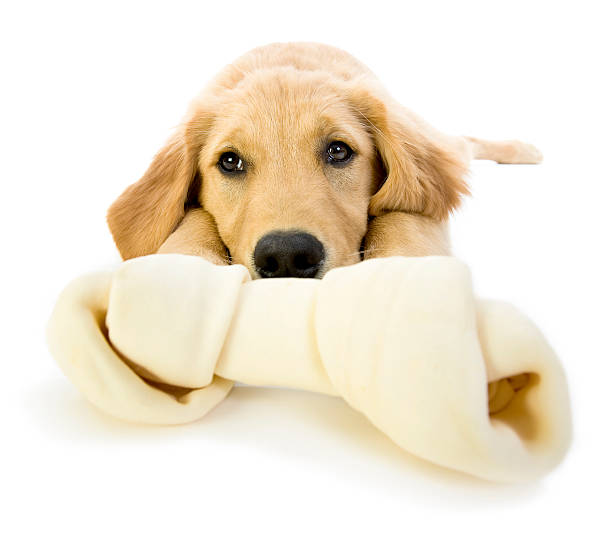 istock Golden Retriever Puppy bored with a rawhide 136212678