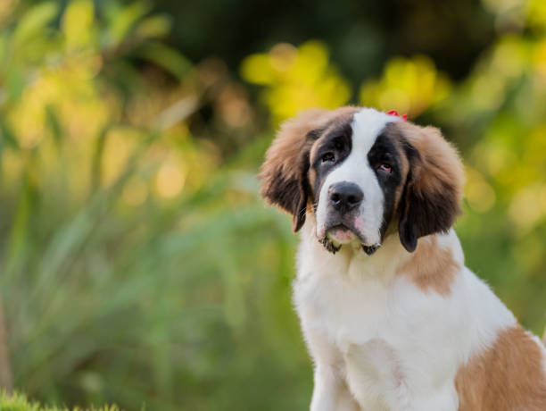 istock Saint Bernard dog in the park 1362127487