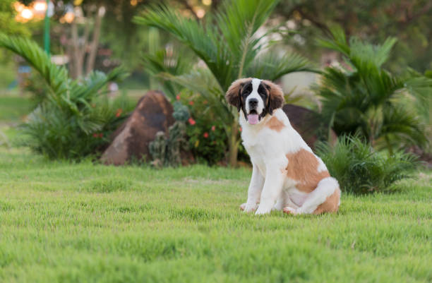 istock Saint Bernard dog in the park 1362127522