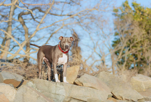 istock One large gray pitbull on the beach 1362127523