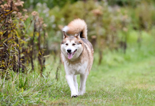 istock Husky dog walking towards the camera 1362127580
