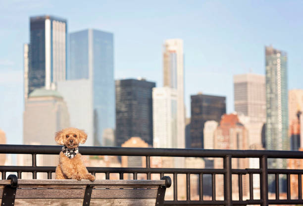 istock Brown poodle on the bench at liberty state park 1362128109