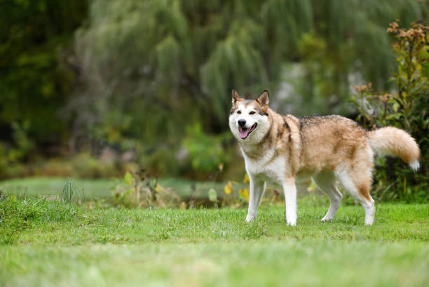 istock Husky dog in the park 1362128131