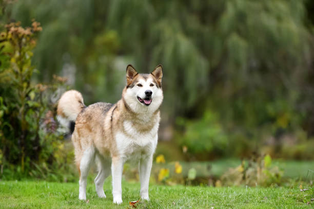 Husky dog in the park One husky dog posing on the grass in the park during the day siberian husky stock pictures, royalty-free photos & images