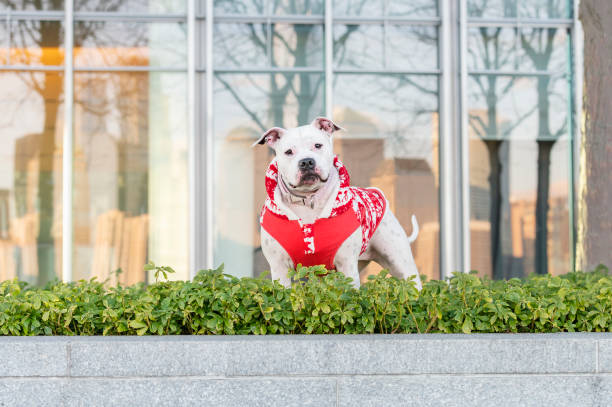 istock White pitbull dog wearing a red jacket 1362128173