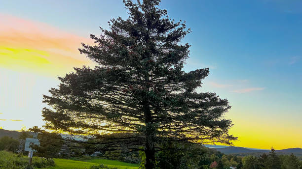 istock Sunset colors in sky and dawn colors 1362129285