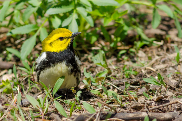 bird - black-throated green warbler - bark bird warbler tree trunk imagens e fotografias de stock