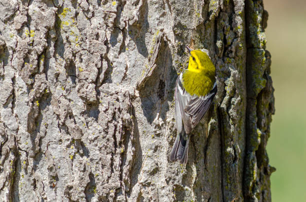 bird - black-throated green warbler - bark bird warbler tree trunk imagens e fotografias de stock