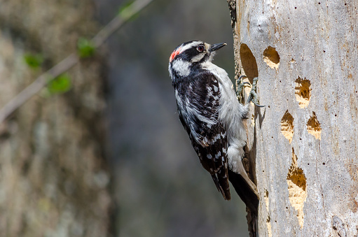 Downy woodpecker on a tree looking for food