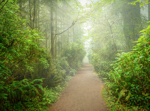 Morning walk thru the Redwood Forest