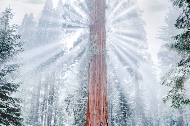 Sum beams breaking thru the winter fog.