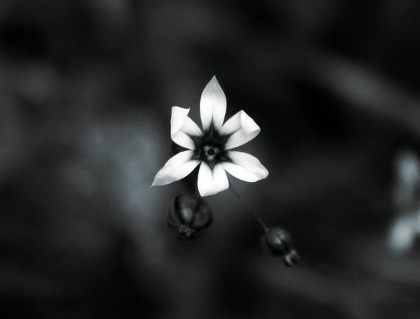 Simple Flower Black and white still-life screen saver photos stock pictures, royalty-free photos & images