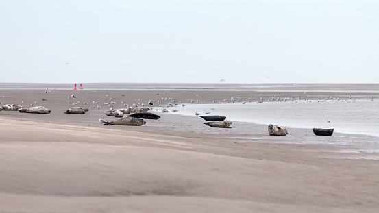 Seals on sand in Baie de Somme, Hourdel beach in France
