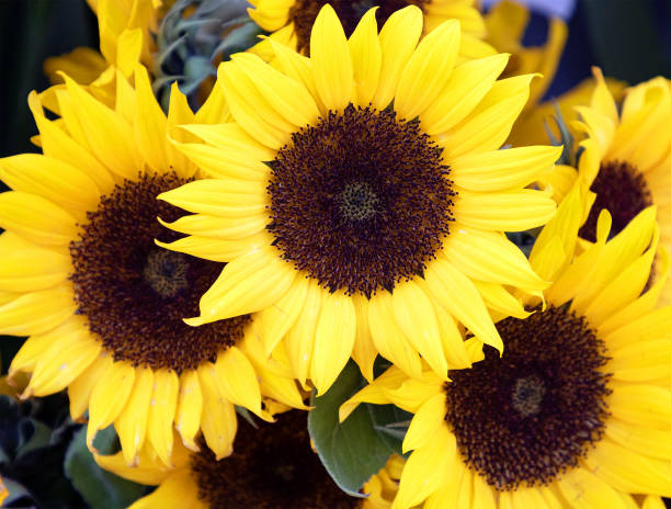 istock Sunflower yellow heads plant 1362137384