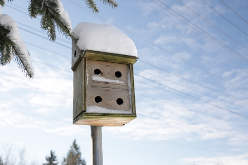 A wooden nestbox stands near a pine tree on a winter morning in southwestern British Columbia. Background shows blue sky with power lines above a green belt.
