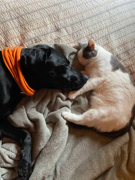 Cuddly Cat and Dog