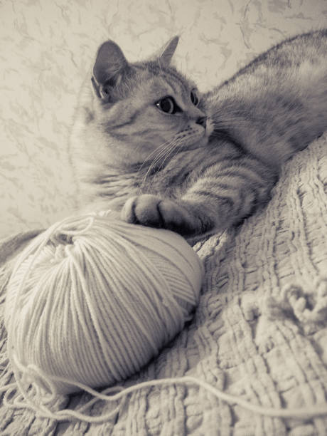 istock british cat and woolen knitting ball on bed 1362139542