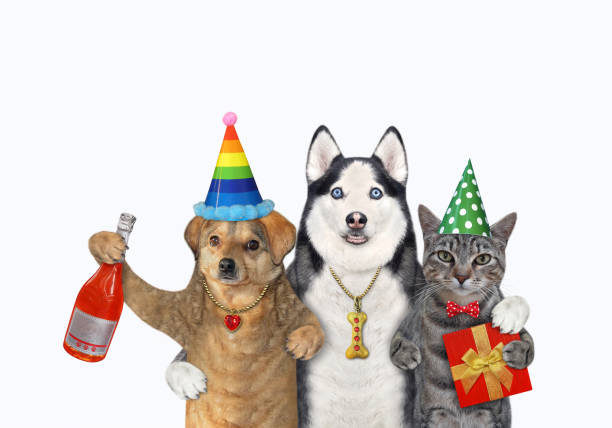 istock Two dogs and cat celebrating birthday 1362141525