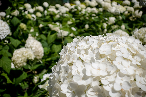 Beautidul blooming hydrangea bushes