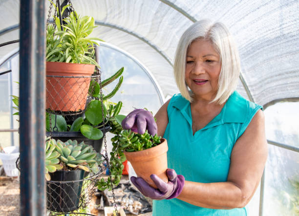senior mujer jardinería en invernadero - planting clothing gray hair human age fotografías e imágenes de stock