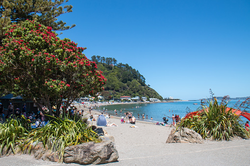 Stunning New Years Day 2022 at Days Bay in Wellington, New Zealand attracting big crowds to the beach. Shot of the beach and a NZ Christmas Tree in bloom (pōhutukawa)