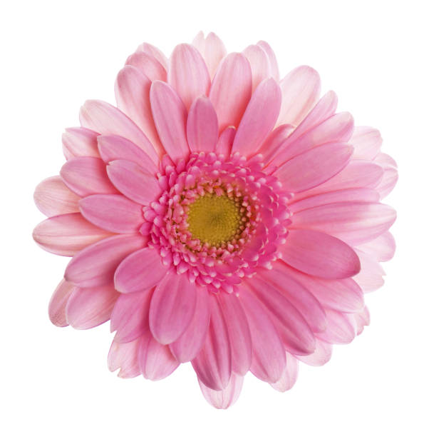 istock Pink gerber flower isolated on white background gerbera flower close up 1362143856