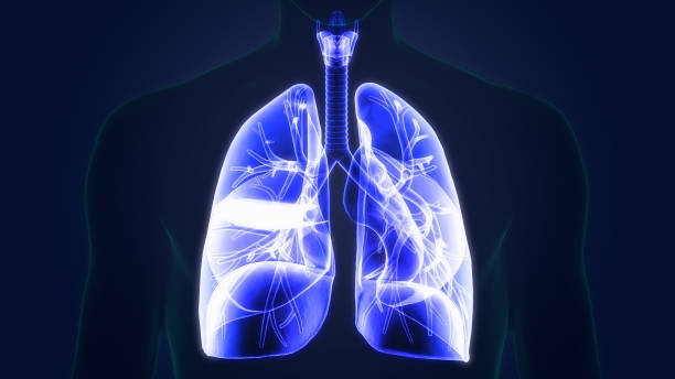 istock Human Respiratory System Lungs Anatomy 1362146939