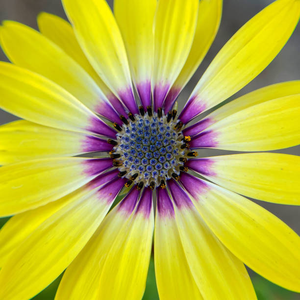 Macro shot of yellow daisy with purple center