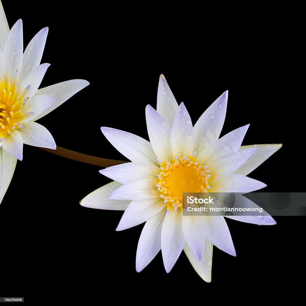 White Lotus seconde. - Photo de Arbre en fleurs libre de droits