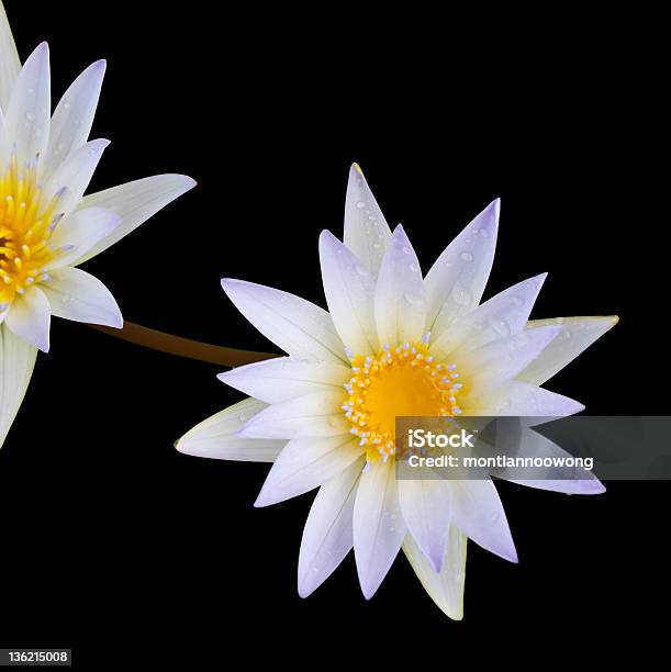 Branco Lotus Segundo - Fotografias de stock e mais imagens de Amarelo - Amarelo, Beleza, Beleza natural