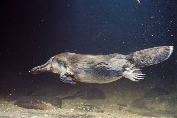 platypus platypus swimming. animals in captivity stock pictures, royalty-free photos & images