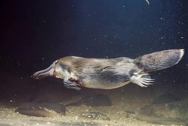 platypus swimming.