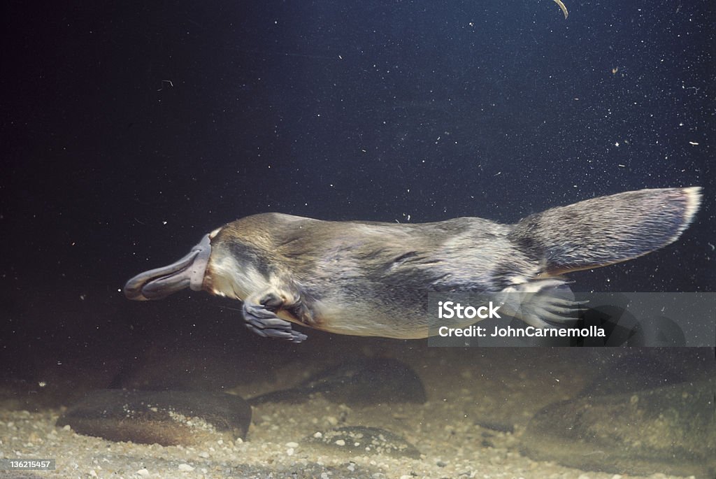 platypus - Стоковые фото Утконос роялти-фри