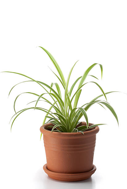 istock Dracaena house plant 136215724
