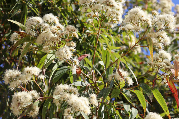 istock close up of white flowering eucalyptus tree 1362158384