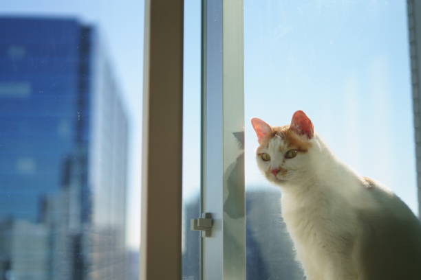 istock A cat in the sky apartment 1362159683