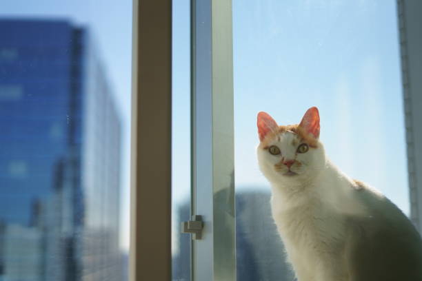 istock A cat in the sky apartment 1362159686