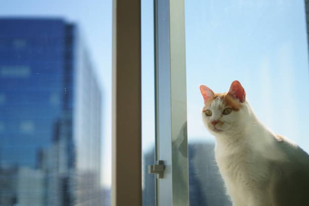 istock A cat in the sky apartment 1362159687
