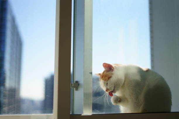 istock A cat in the sky apartment 1362159688
