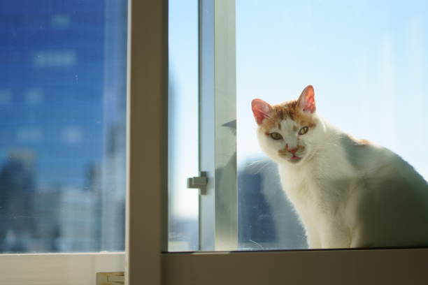 istock A cat in the sky apartment 1362159689