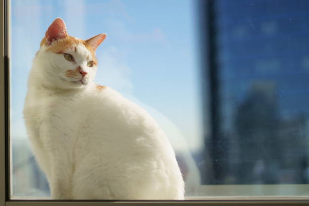 istock A cat in the sky apartment 1362159696