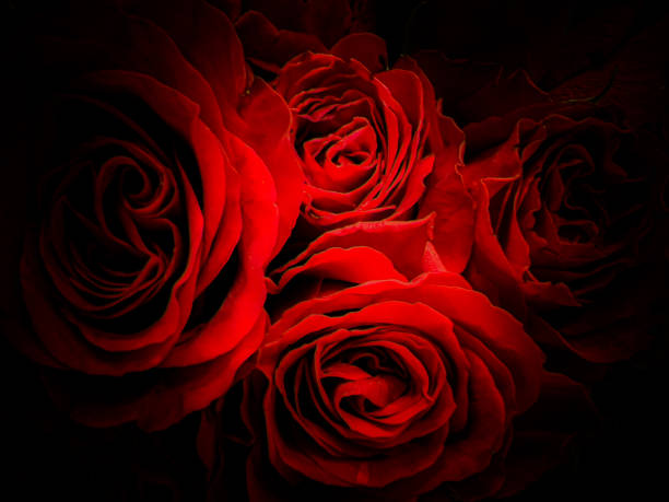 red rosas - beauty in nature beauty black flower head fotografías e imágenes de stock