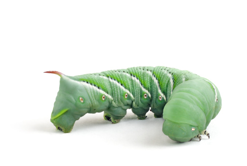 Tobacco Hornworm, a close relative to the Tomato Hornworm (Manduca Quinquemaculata), on a white background.