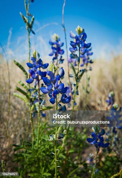 Texas Bluebonnets Stock Photo - Download Image Now - Big Bend National Park, Blue, Bluebonnet