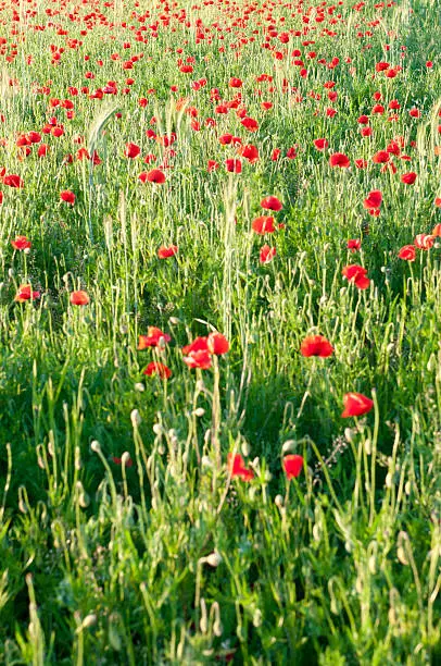 Field of popy flowers