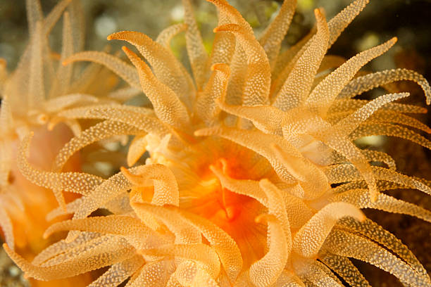 istock Sun Coral Beauty 136216098